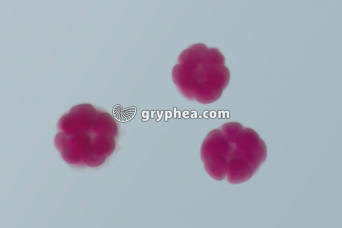 Oursin - embryologie - stades 16 cellules x100  - gryphea.com